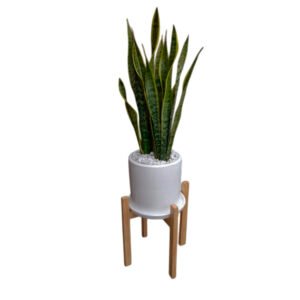 Lengua de Suegra + Maceta Blanca + Pedestal de madera natural | 1.2mts