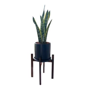 Alternative view of Lengua de suegra / Sansevieria + Maceta gris | 1.2mts