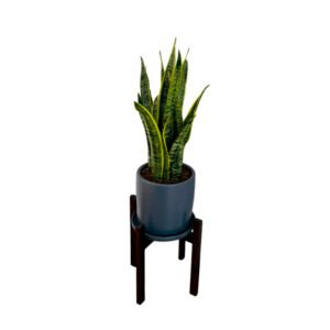Lengua de suegra / Sansevieria + Maceta gris | 1.2mts