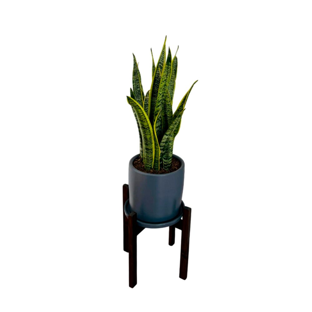Lengua de suegra / Sansevieria + Maceta gris | 1.2mts