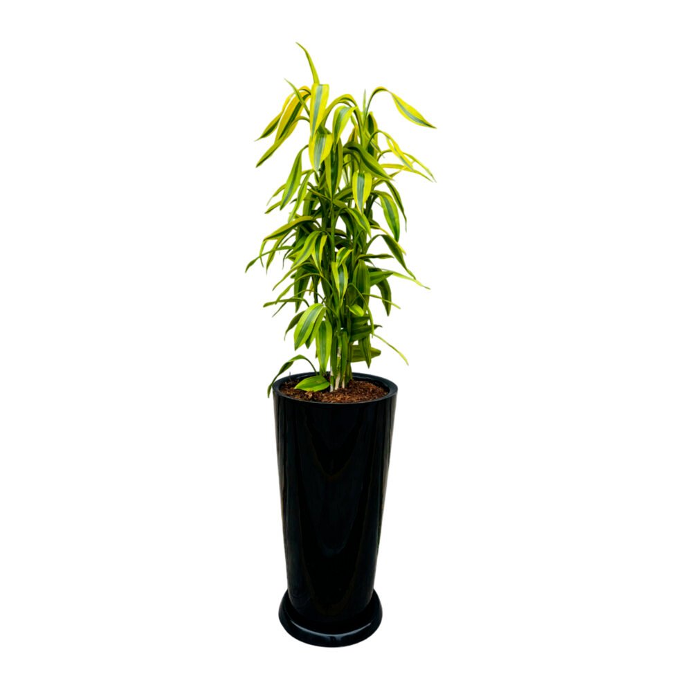 Lucky Bamboo en maceta Cono Lápiz Negro | 1mt