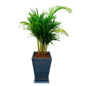 Palmera Hawaiana + Maceta Piramide Gris | 1.5 mts