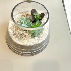 Terrario Tropical Amara | 15cm