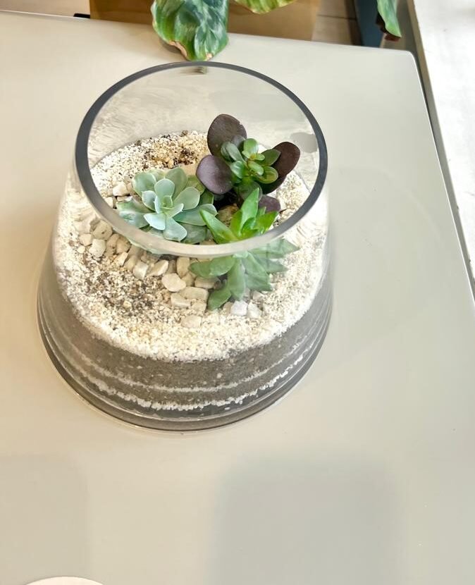 Terrario Tropical Amara | 15cm