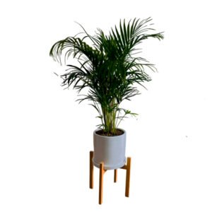 Palmera hawaiana en maceta y pedestal | 1.5 mts