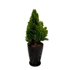 Thuja Dorada + Maceta Malva Negro | 1.00 mts
