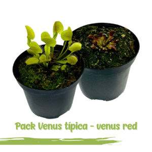 2x1 Venus atrapamoscas estandar + Venus red sawtooth