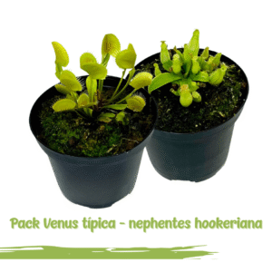 2x1 Venus atrapamoscas estandar + Nephentes hookeriana