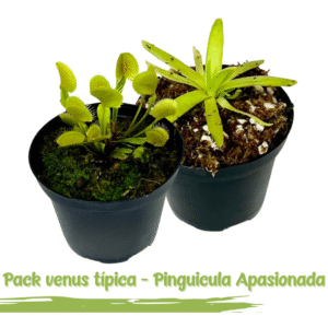 2x1 Venus atrapamoscas estandar + Pinguicula apasionada