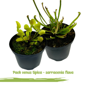 2x1 Venus atrapamoscas estandar + Sarracenia flava