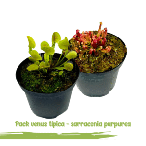 2x1 Venus atrapamoscas estandar + Sarracenia purpurea