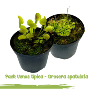 2x1 Venus atrapamoscas estandar + Drosera spatulata | 8cm