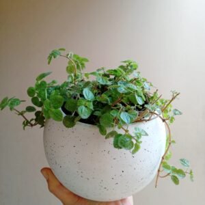 Llamaplata + maceta esférica blanca