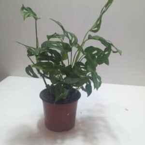 Monstera