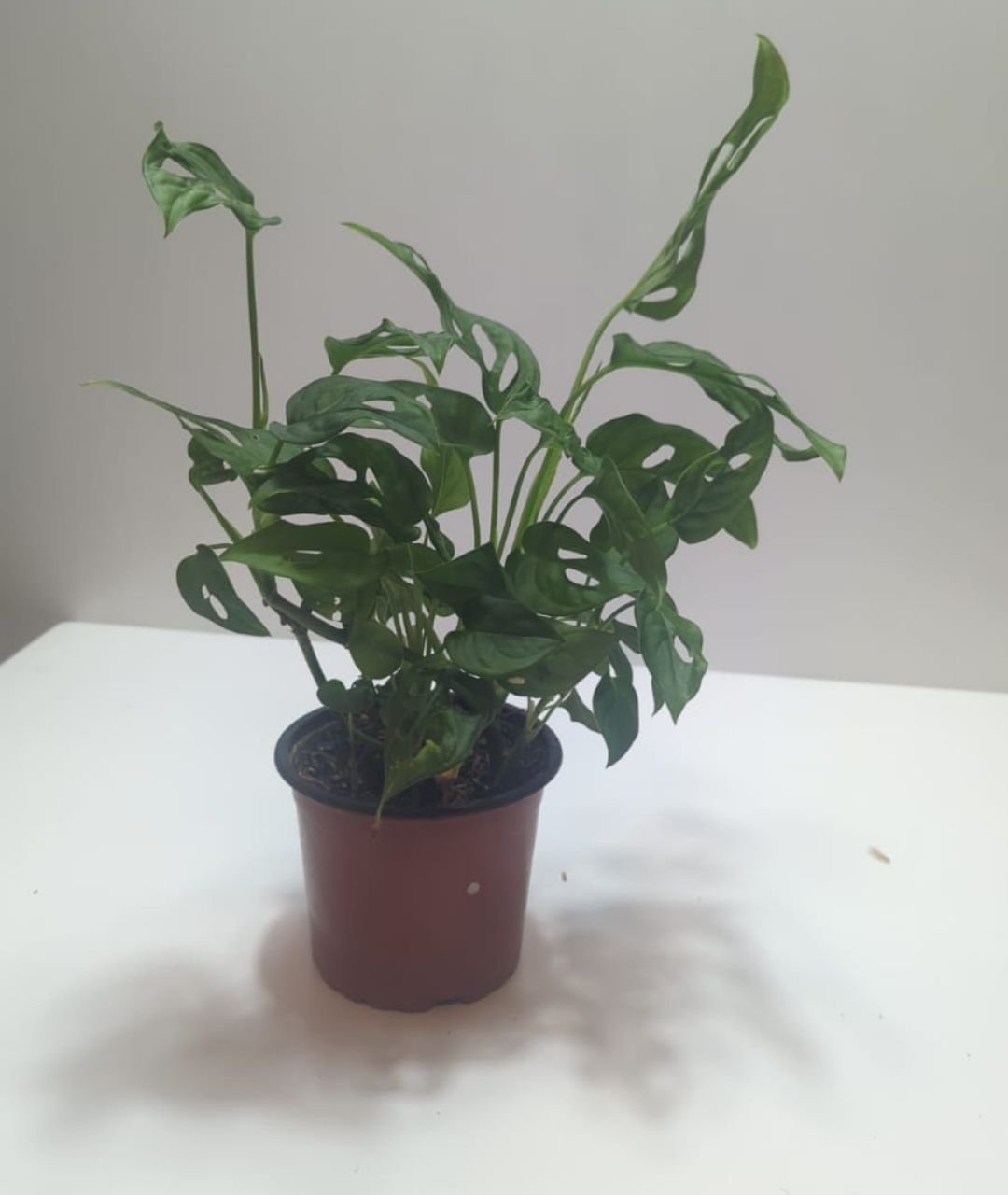 Monstera