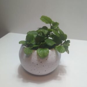 Llama plata en maceta esfera | 20cm