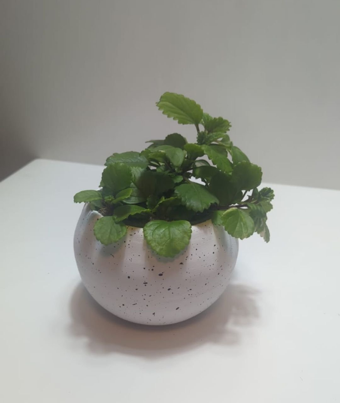 Llama plata en maceta esfera | 20cm