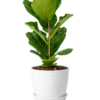 Ficus Lyrata
