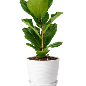 Ficus Lyrata
