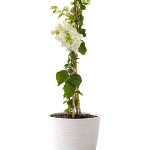 Bugambilia blanca | 120cms