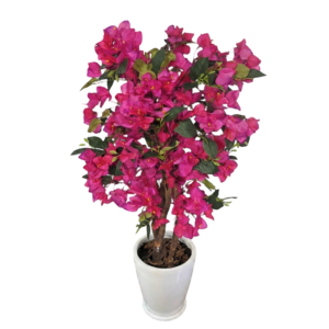 Bugambilia fucsia en maceta de fibra de vidrio | 150cms