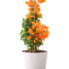 Bugambilia naranja