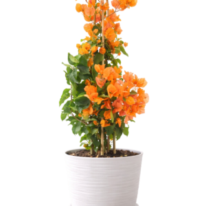 Bugambilia naranja