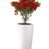Bugambilia roja
