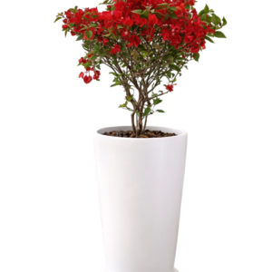 Bugambilia roja