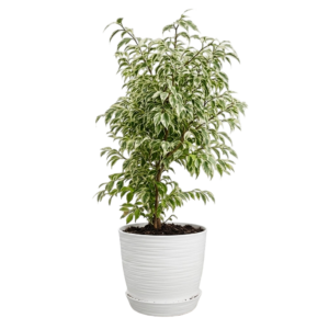 Ficus blanca | 80cms