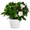 Gardenia