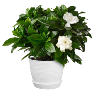 Gardenia