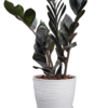 Zamioculca negra