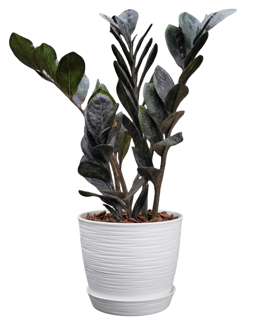 Zamioculca negra