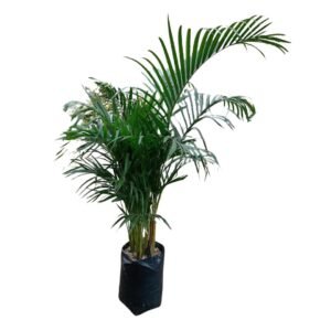 Palmera Hawaiana en bolsa | 1.25mts