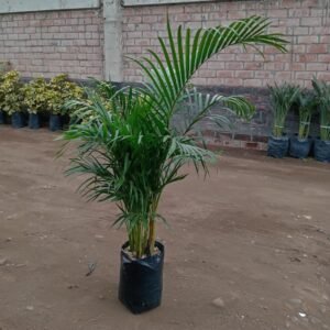 Alternative view of Palmera Hawaiana en bolsa | 1.25mts