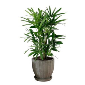 Palmera raphis en maceta de concreto | 150cms