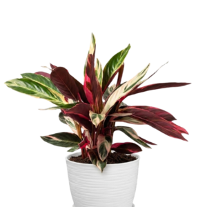 Calathea Tricolor | 60cms