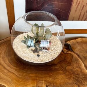 Terrario Tropical Ross | 20cm