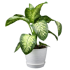 diffenbachia