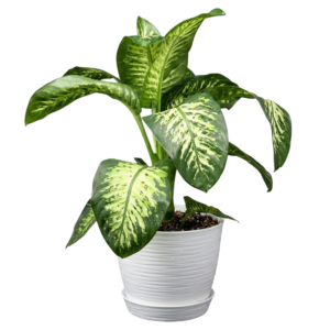 diffenbachia
