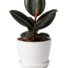 Ficus negra