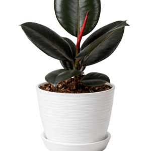 Ficus negra