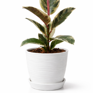 Ficus Tineke | 50cms