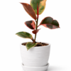 Ficus elástica rubí o tricolor | 50cms