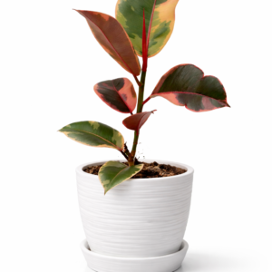 Ficus elástica rubí o tricolor | 50cms
