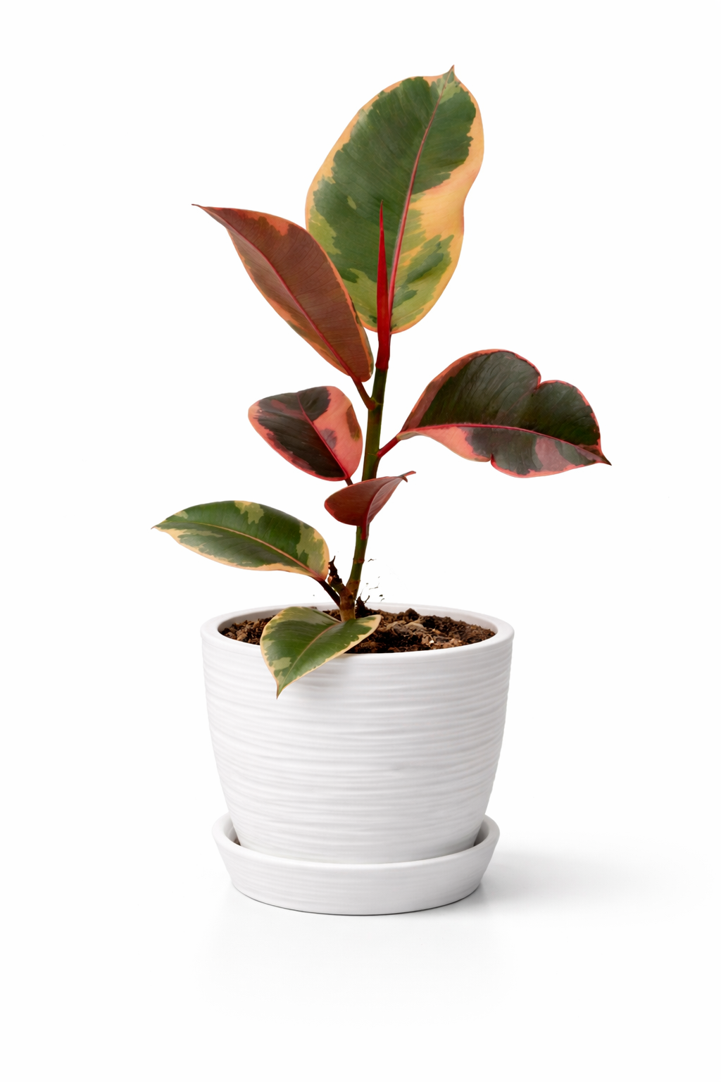 Ficus elástica rubí o tricolor | 50cms