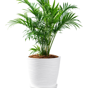 Palmera Catarata (Chamaedorea cataractarum) | 70cms