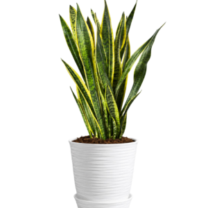 Sansevieria Trifasciata | 80cms