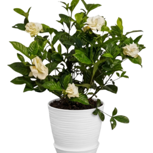 Gardenia | 70cms
